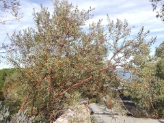 Eucalyptus websteriana