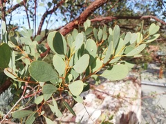 Eucalyptus websteriana