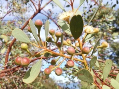 Eucalyptus websteriana