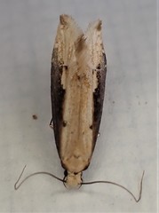 Crypsitricha generosa