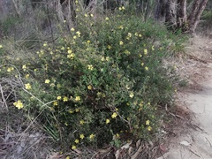 Hibbertia hypericoides hypericoides