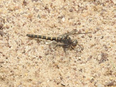 Williamsonia lintneri