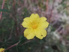Hibbertia hypericoides hypericoides