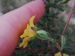 Hibbertia hypericoides hypericoides