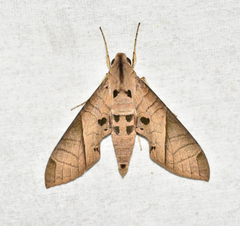 Eumorpha translineatus