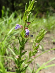 Scutellaria parvula