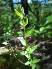 Scutellaria parvula