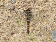 Williamsonia lintneri