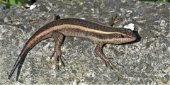 Trachylepis striata