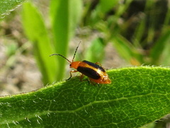Phyllobrotica