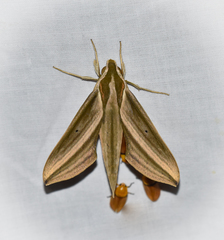 Xylophanes isaon