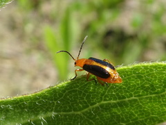 Phyllobrotica