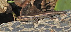Trachylepis striata