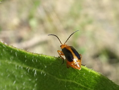 Phyllobrotica