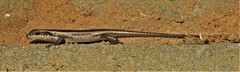 Trachylepis striata