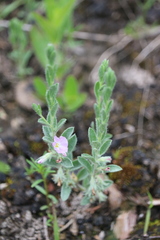 Evolvulus nuttallianus