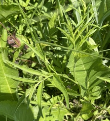 Physalis virginiana