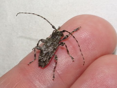 Aegomorphus modestus