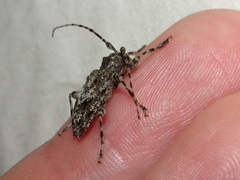 Aegomorphus modestus