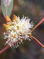 Eucalyptus socialis