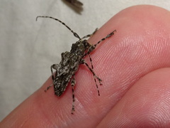 Aegomorphus modestus