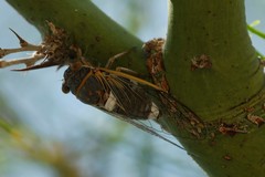 Diceroprocta cinctifera