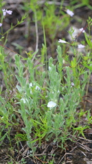 Evolvulus nuttallianus