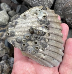 Larkinia grandis