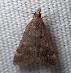 Loxostegopsis xanthocrypta