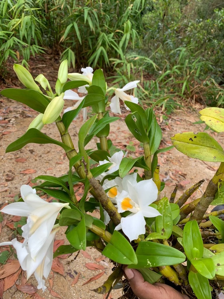 Dendrobium formosum