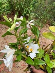 (c) Utain Pummarin, some rights reserved (CC BY) Dendrobium formosum, photograph (c) Utain Pummarin, some rights reserved (CC BY)