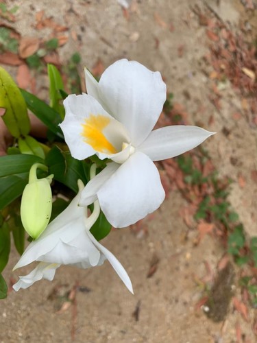 Dendrobium formosum, photograph 3