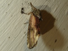 Oedemasia