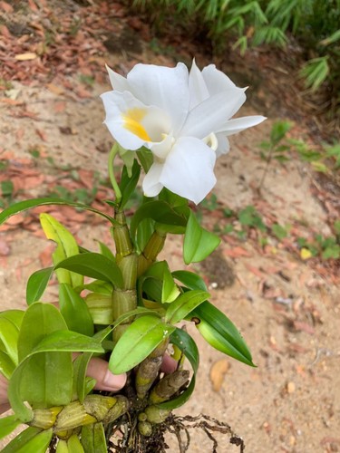 Dendrobium formosum, photograph 1