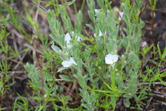 Evolvulus nuttallianus