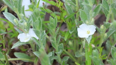 Evolvulus nuttallianus