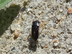 Geocoris uliginosus