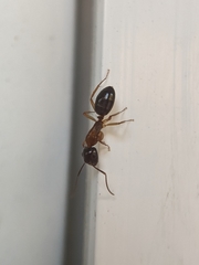 Camponotus clarithorax