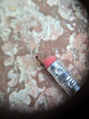 Camponotus clarithorax