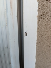 Camponotus clarithorax