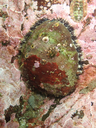 Pinto Abalone