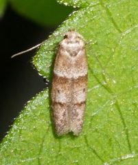 Blastobasis pulchella