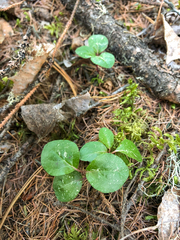Orthilia secunda