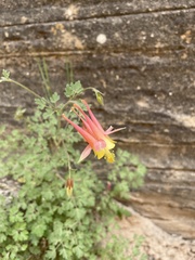 Aquilegia elegantula