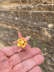 Aquilegia elegantula
