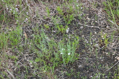 Evolvulus nuttallianus