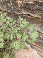 Aquilegia elegantula