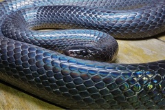Clelia equatoriana