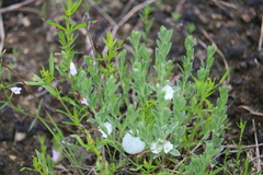 Evolvulus nuttallianus