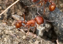 Pogonomyrmex subnitidus